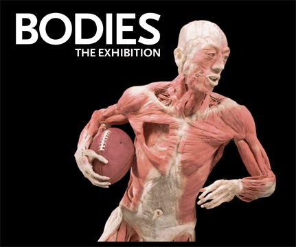 Bodies The Exhibition