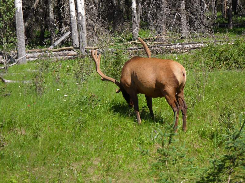 Elk in Johnston Canyon, AB, Canada