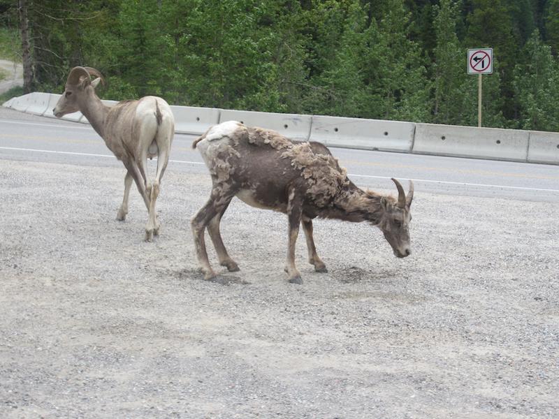 Kooteney, BC, Canada