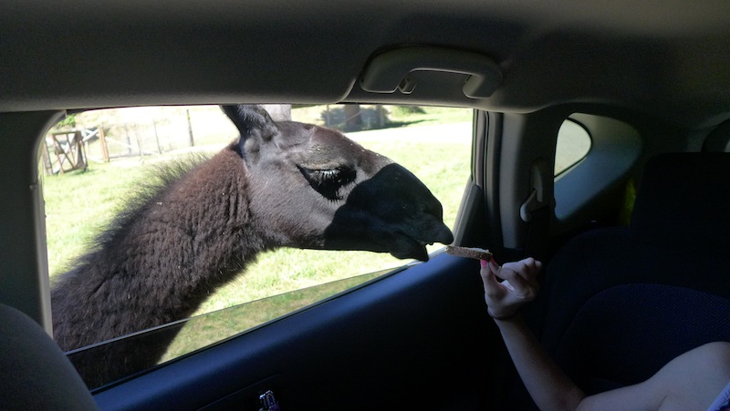 Olympic Game Farm - кормим ламу