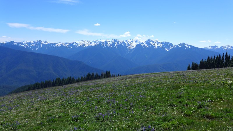 Hurricane Ridge