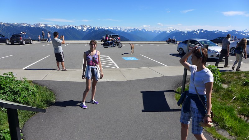 Hurricane Ridge - косули на парковке