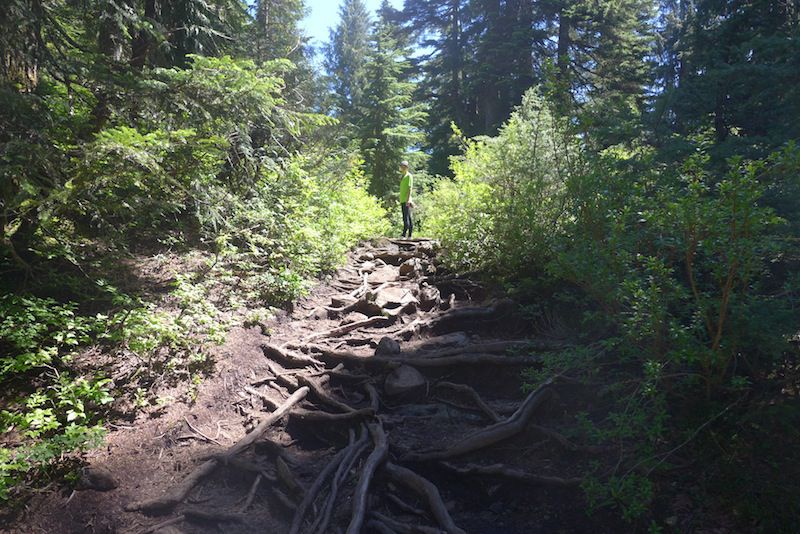 The Dog Mountain Trail. June 2016